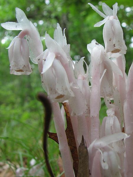 2009-06-20_backyard_indian_pipe 053_crop.jpg